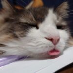 ノルフォレ